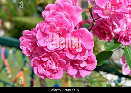 Rosa Rosen im öffentlichen Garten in Teresopolis Stockfoto