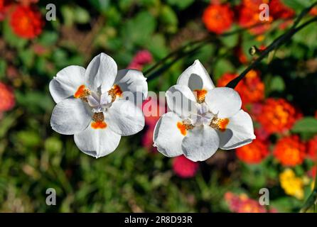 Blüten der Afrikanischen Iris, Zweizehntellilie oder Morea Iris (Dietes iridioides) Stockfoto