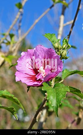 Blütenrose Sharon (Hibiscus syriacus) im Garten Stockfoto