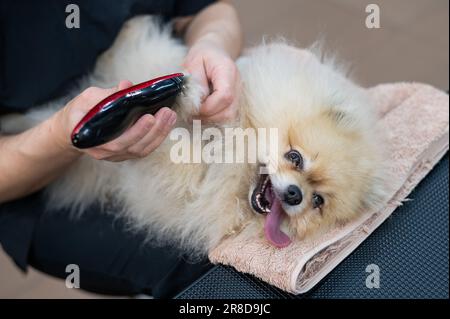 Eine Bräutigam trimmt die Haare an den Pfoten eines spitz. Stockfoto