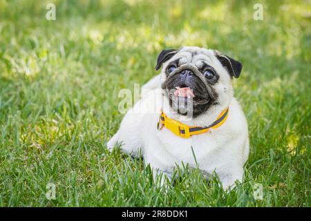 Süßer Hund liegt auf grünem Gras. Stockfoto