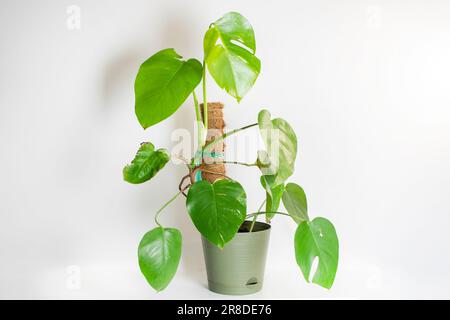 Monstera Deliciosa Albo. Seltene Pflanzen. Variegierte Pflanze. Trendigende Hauspflanze Stockfoto