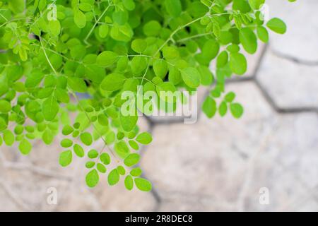 Junge Moringa-Setzlinge. Moringa-Fabrik. Wunderbaum Stockfoto