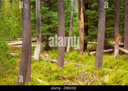 Lodgepole Pine (Pinus contorta) Forest entlang John Dellenback Trail, Umpqua National Forest, Rogue-Umpqua National Scenic Byway, Oregon Stockfoto