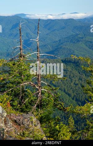 Blick vom Illahee Lookout Trail, Umpqua National Forest, Oregon Stockfoto