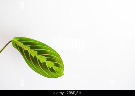 Die auf dem weißen Hintergrundblatt isolierte Gebetspflanze (Maranta leuconeura). Grünes Blatt mit roten Venen Stockfoto