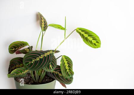 Die Gebetspflanze (Maranta leuconeura) auf weißem Hintergrund Stockfoto