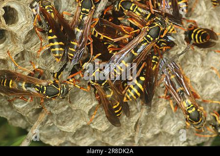 Asiatische Papierwespe (Polistes chinensis) auf Nest Stockfoto