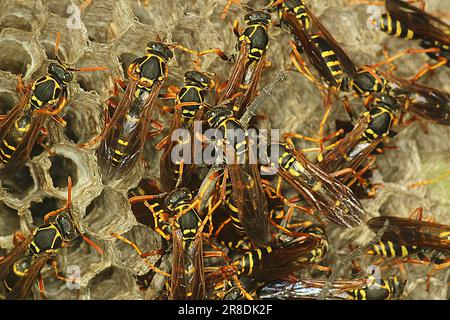 Asiatische Papierwespe (Polistes chinensis) auf Nest Stockfoto