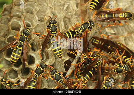 Asiatische Papierwespe (Polistes chinensis) auf Nest Stockfoto