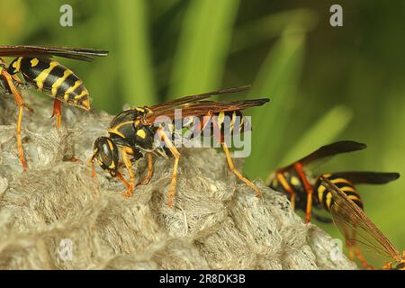 Asiatische Papierwespe (Polistes chinensis) auf Nest Stockfoto