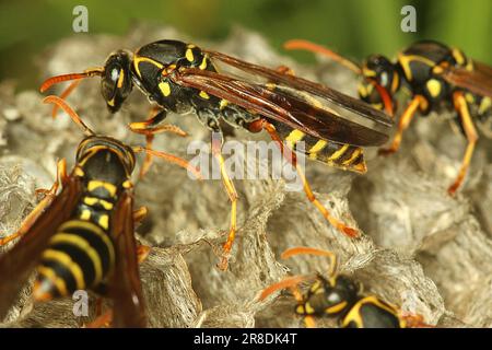 Asiatische Papierwespe (Polistes chinensis) auf Nest Stockfoto