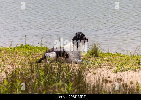 Englischer springer-Spaniel während des Trainings Stockfoto