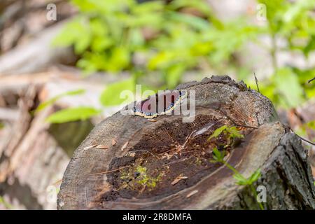 Der Trauermantel (Nymphalis antiopa). Nordamerikanischer Name trauernder Umhang, britischer Name Camberwell Beauty Stockfoto