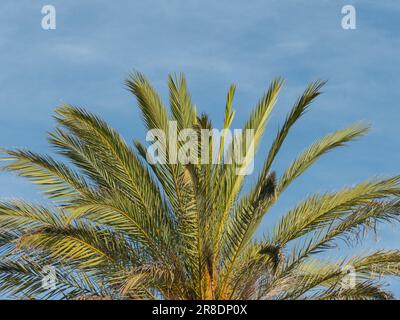 An einem sonnigen Tag im Freien können Palmenblätter und der blaue Himmel der phoenix-Daktylifera gedatiert werden Stockfoto