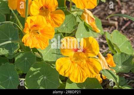 Tropaeolum majus der Garten Nasturtium wird auch als indische Kresse oder Mönche im blühenden Außenbereich bezeichnet Stockfoto