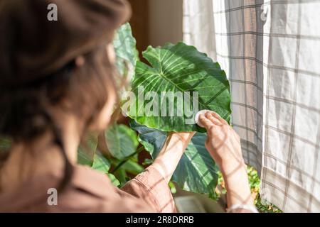 Junge Frau, die die Pflanze zu Hause reinigt, kümmert sich um die Alocasia-Hauspflanze Stockfoto