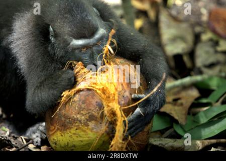 Ein Sulawesi-Kammmakaken (Macaca nigra), der seine rechte Hand an eine Wildererfalle verloren hat, versucht, eine Kokosnussfrucht durch Beißen auf dem Boden des Tangkoko-Tieflandwaldes in Nord-Sulawesi, Indonesien, zu öffnen. Der Klimawandel kann die Lebensraumtauglichkeit von Primaten verringern, was sie zwingen könnte, aus sicheren Lebensräumen auszuwandern und mehr potenzielle Konflikte mit Menschen zu haben, sagen Wissenschaftler. Obwohl dieser endemische Affe von Wilderei bedroht ist, wird er aufgrund seiner Razzia in der Provinz Nord-Sulawesi in Indonesien manchmal auch als Schädling angesehen. Stockfoto