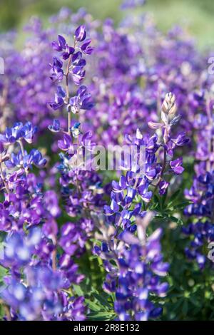 Die Wildblumen um Lee Vining in Mono County, Kalifornien, sind gerade in voller Blüte. Stockfoto