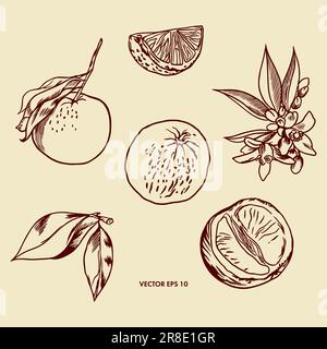 Orangenfrüchte, Blumen, Blätter, Orangenscheiben. Vektordarstellung, Grafikstil. Verpackungspapier, Etiketten und Abdeckungen für Lebensmittel und kosmetische Mittel. Stock Vektor