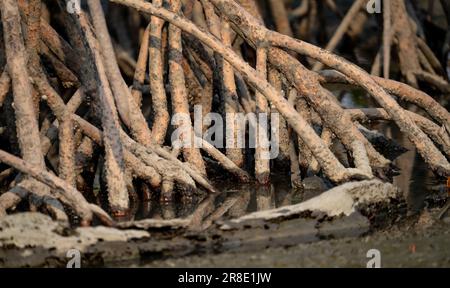 Nahtpfahl oder Wurzeln von Mangrovenbäumen im Mangrovenwald. Mangrovenwurzeln. Stützpfahlwurzeln von Mangrovenbäumen. Das Wurzelsystem Stockfoto