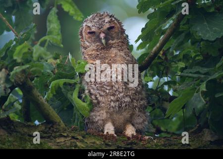 Junge, flauschige Tawny Eule, nass vom Regen mit geschlossenen Augen, schläft in Eiche Stockfoto