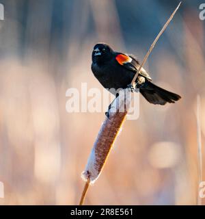 USA, Idaho, Bellevue, Rote geflügelte Amsel, die auf Katzenschwanz sitzt Stockfoto