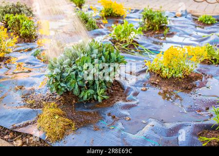 Installation von Unkrautbekämpfungsmaterial und Rindenmulch in einem Wohngarten zur Bekämpfung der Unkrautausbringung Stockfoto