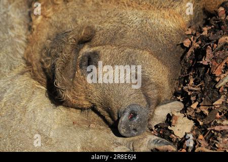 Kleines pelziges Schwein ruht sich aus und schläft Stockfoto