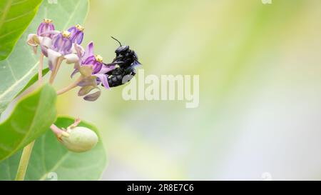 Eine tropische Zimmermannsbiene (Xylocopa latipes), die Nektar aus dem Kronenblumenbündel schlürfen. Zimmermannsbiene isoliert vor einem weichen natürlichen Bokeh-Hintergrund Stockfoto