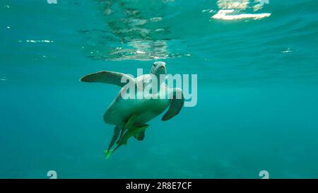 Große grüne Meeresschildkröte (Chelonia mydas), die im blauen Ozean schwimmt, Rotes Meer, Ägypten Stockfoto