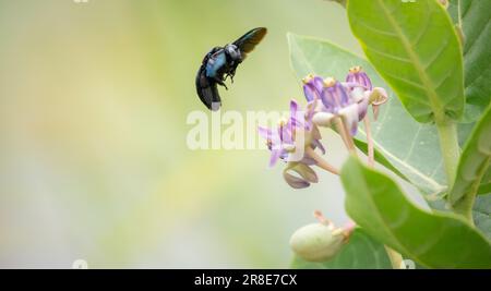 Eine tropische Zimmermannsbiene (Xylocopa latipes) zieht den Duft der Kronenblumen an. Stockfoto