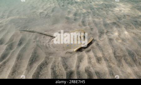 Stingray sucht an sonnigen Tagen unten nach Essen. Blauer Stachelrochen oder blauer Bändchen (Taeniura Lymma) gräbt Sand auf dem Meeresboden Stockfoto
