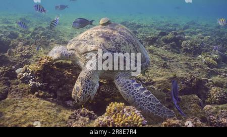 Vorderseite der Großen Grünen Meeresschildkröte (Chelonia mydas), die Braunalgen auf dem Korallenriff in flachem Wasser, rotes Meer, Ägypten isst Stockfoto