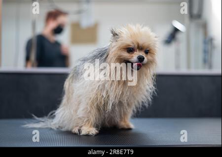 Lustige nasse pommern nach dem Waschen in einem Schönheitssalon. Stockfoto