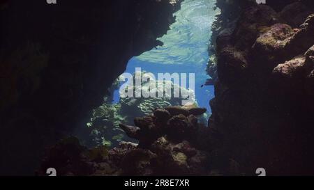 Sonnenschein durchdringt die Unterwasserkorallenhöhle und beleuchtet sie. Tropische Fische schwimmen in Korallenhöhlen in den Sonnenstrahlen, die von der Oberfläche durchdringen, Rot Stockfoto