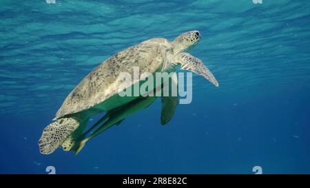 Große grüne Meeresschildkröte (Chelonia mydas), die im blauen Ozean schwimmt, Rotes Meer, Ägypten Stockfoto