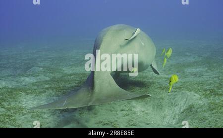 Dugong schwimmt weg. Seekuh oder Dugong (Dugong-Dugon) mit Remorafish auf dem Bauch und Schule des Goldenen Trevally-Fisches (Gnathanodon speciosus) schwimmt Stockfoto