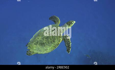 Rotes Meer, Ägypten. 17. Juni 2023. Hawksbill Sea Turtle oder Bissa (Eretmochelys imbricata) schwimmt im blauen Ozean, dem Roten Meer, Ägypten (Kreditbild: © Andrey Nekrasov/ZUMA Press Wire) NUR REDAKTIONELLE VERWENDUNG! Nicht für den kommerziellen GEBRAUCH! Stockfoto