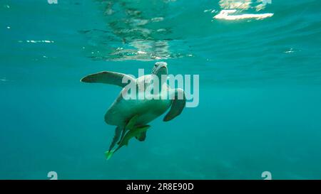Rotes Meer, Ägypten. 17. Juni 2023. Große grüne Meeresschildkröte (Chelonia mydas), die im blauen Ozean schwimmt, Rotes Meer, Ägypten (Kreditbild: © Andrey Nekrasov/ZUMA Press Wire), NUR REDAKTIONELLE VERWENDUNG! Nicht für den kommerziellen GEBRAUCH! Stockfoto