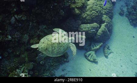 Rotes Meer, Ägypten. 17. Juni 2023. Draufsicht auf die große grüne Meeresschildkröte (Chelonia mydas), die neben einem Korallenriff, dem Roten Meer, Ägypten schwimmt (Kreditbild: © Andrey Nekrasov/ZUMA Press Wire), NUR REDAKTIONELLE VERWENDUNG! Nicht für den kommerziellen GEBRAUCH! Stockfoto