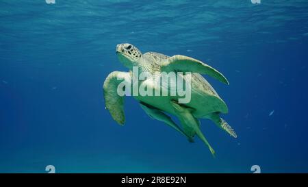 Rotes Meer, Ägypten. 17. Juni 2023. Große grüne Meeresschildkröte (Chelonia mydas), die im blauen Ozean schwimmt, Rotes Meer, Ägypten (Kreditbild: © Andrey Nekrasov/ZUMA Press Wire), NUR REDAKTIONELLE VERWENDUNG! Nicht für den kommerziellen GEBRAUCH! Stockfoto
