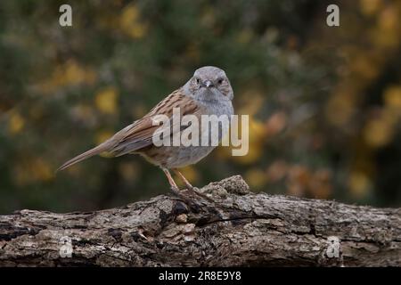 Ein Nahporträt eines Dunnocks, auch bekannt als Heckenspatz, da es auf einem Ast sitzt und direkt in die Kamera schaut Stockfoto