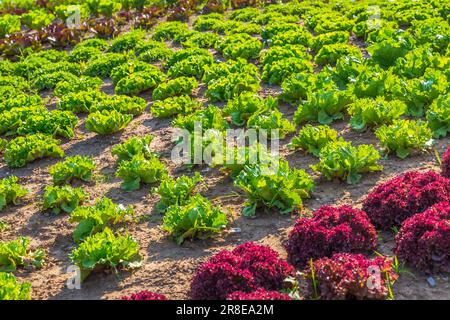 Ackerfeld mit Salatreihen, ländliche Landschaft, Gemüseanbau Stockfoto