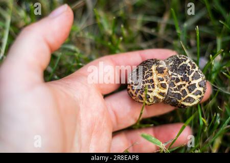 Xerocomellus chrysenteron-Pilz in der Hand Stockfoto