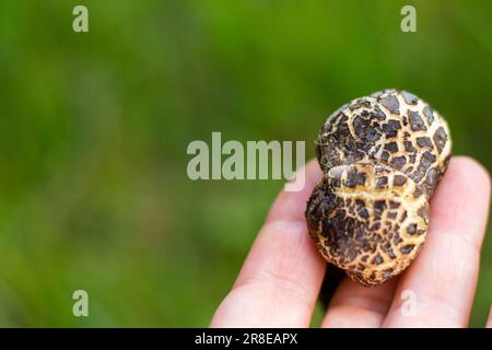 Xerocomellus chrysenteron-Pilz in der Hand Stockfoto