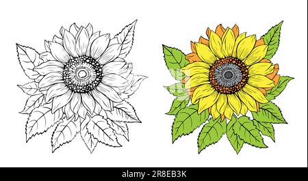 Botanische Blumenzeichnung, wilde Wiesen-Sonnenblume, isoliert auf weißem Hintergrund. Stock Vektor