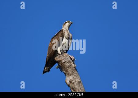 Ein unreifer australischer Fischadler - Pandion haliaetus -, der auf einem Baumstumpf sitzt und seinen frisch gefangenen Fisch von anderen Vögeln im Morgensonnenlicht bewacht Stockfoto