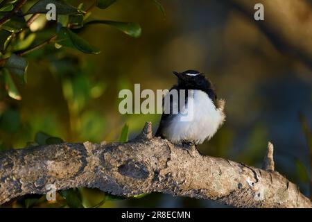 Ein kalter australischer Erwachsener Willie Wagtail - Rhipidura Leukophrys - Vogel, der aufrecht steht, sich aufbläht, versucht, sich warm zu halten, angestrahlt von einem Pool von weichem Morgenlicht Stockfoto