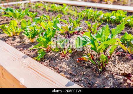 Rote-Bete-Blätter. Grüne junge Blätter von Rote Bete und mangold wachsen in Hochbeeten, Gemüsegarten. Wachstumsrüben (Beta vulgaris). Stockfoto